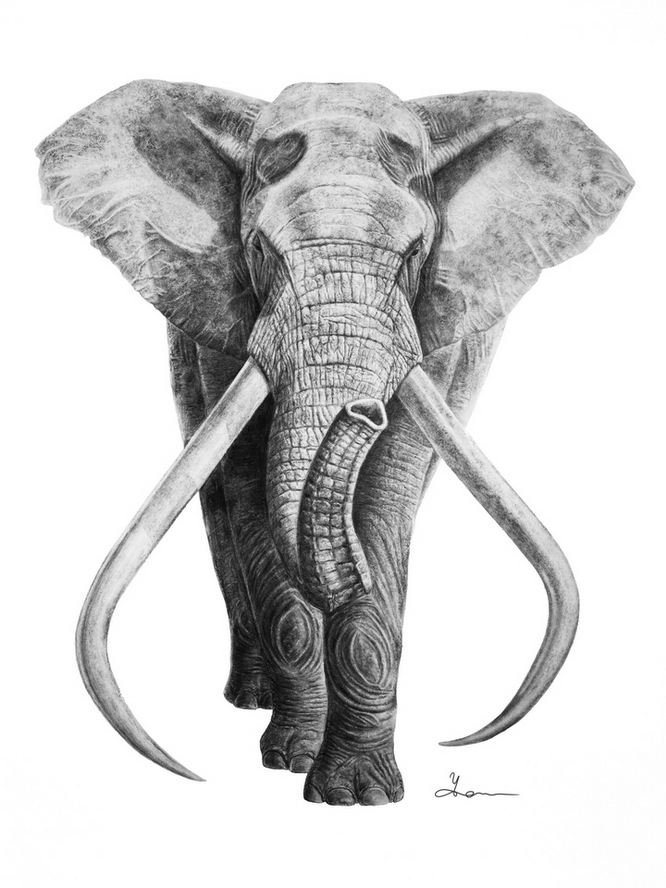 Elephant    Charcoal on Pape s